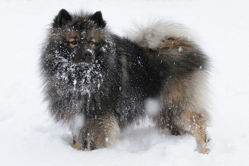 Keeshond ve sněhu