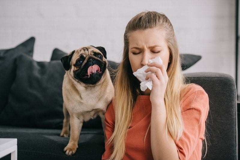 blondýnka alergická na psího kýchání v tkáni poblíž rozkošného pug_lightfield studios_shutterstock
