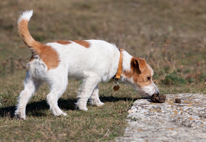 jack russel pes páchnoucí hovínko