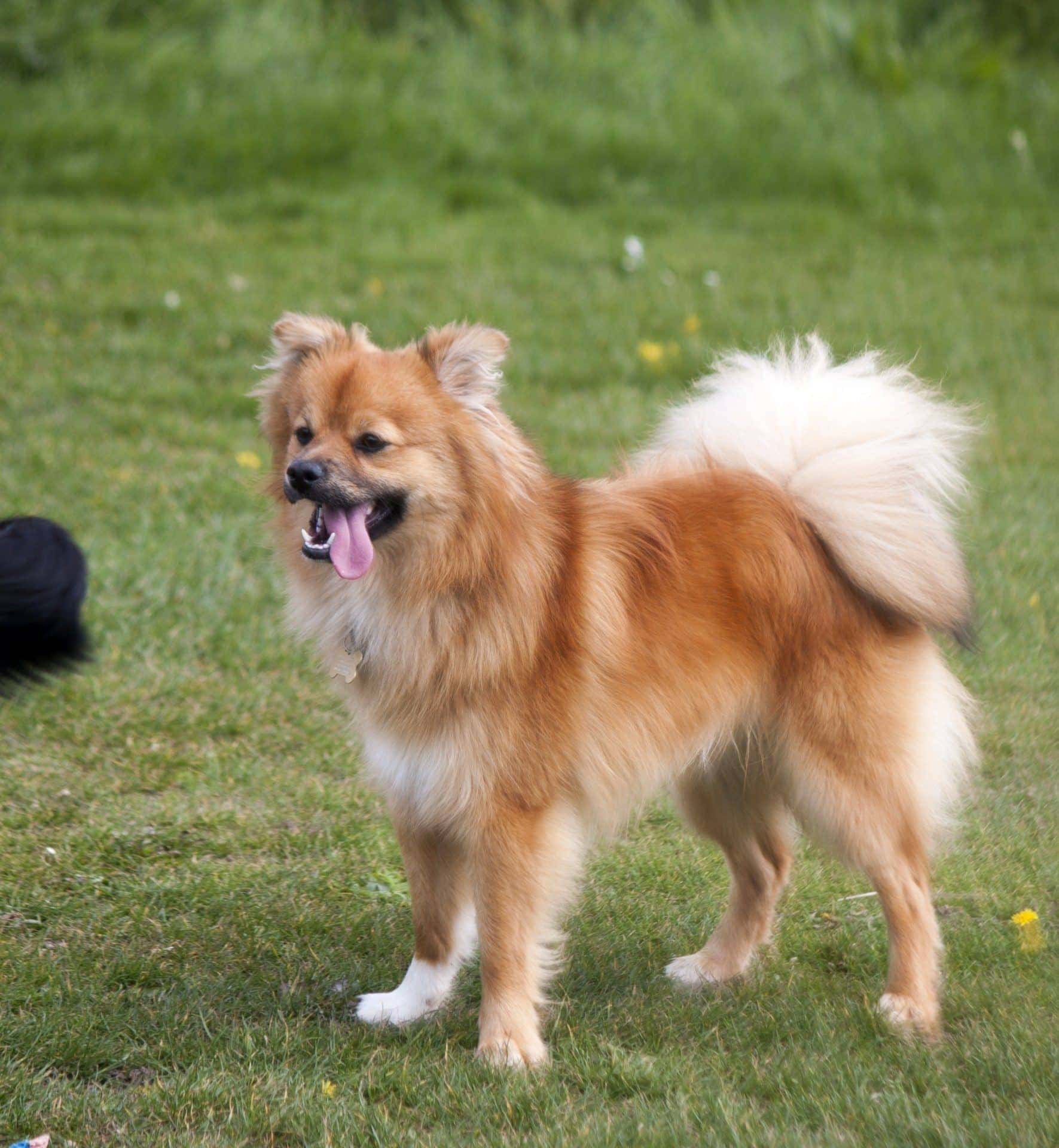 Pomchi - pomeranian a čivava