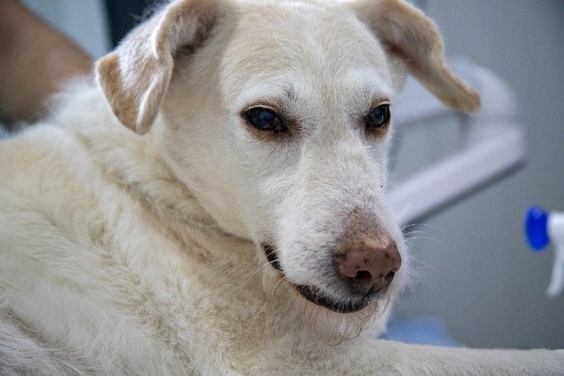 nemocný pes u veterináře