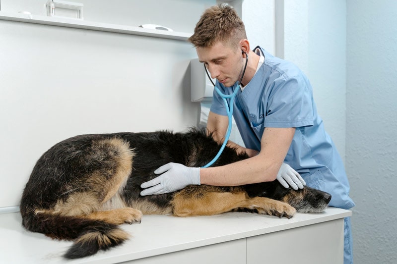 veterinář kontroluje nemocného psa pomocí stetoskopu