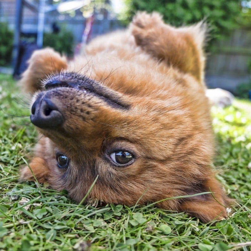 Pomeranian vleže