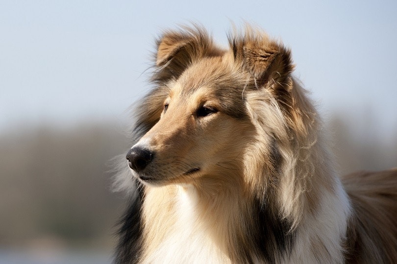 Skotská kolie při pohledu doleva_11A fotografie_shutterstock