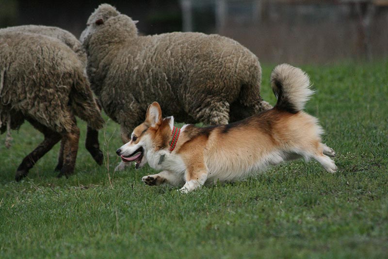 pembroke velšský corgi pes pasoucí ovce