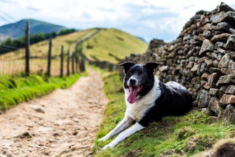 Nádherný pracovní pes border kolie kříženec Labradora_RMC42_shutterstock