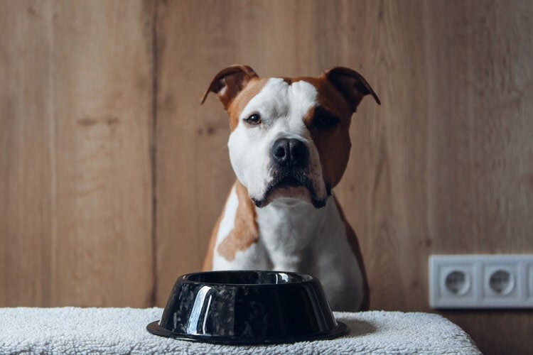 Pitbull americký stafordšírský teriér s jídlem miska jíst