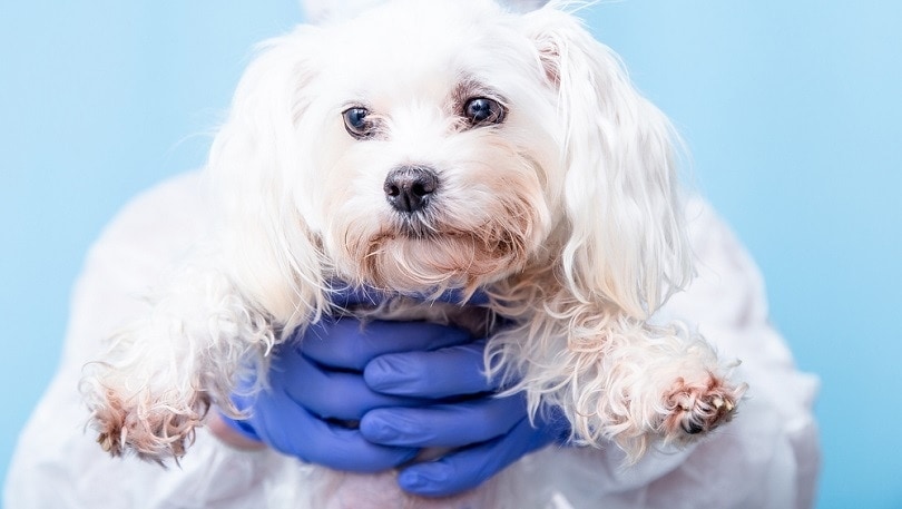 veterinář-v-modrých-gumových-rukavicích-drží-malé-maltézské-štěně_Sorokina-Viktoryia_shutterstock