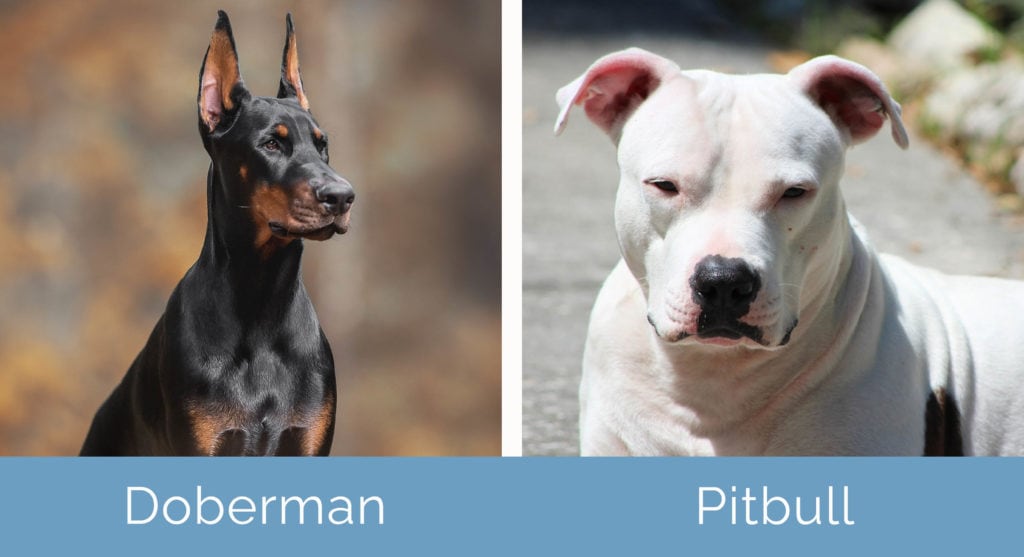 Dobrman vs Pitbull bok po boku