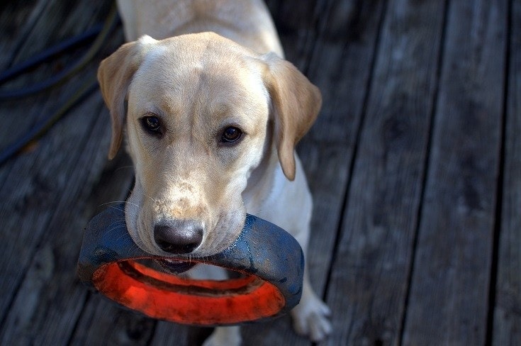 Labrador hraje aport
