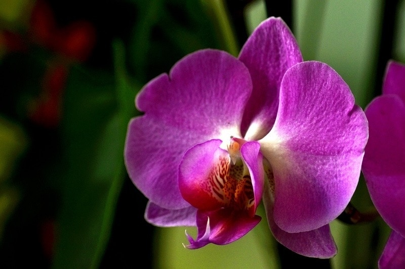 Orchidej