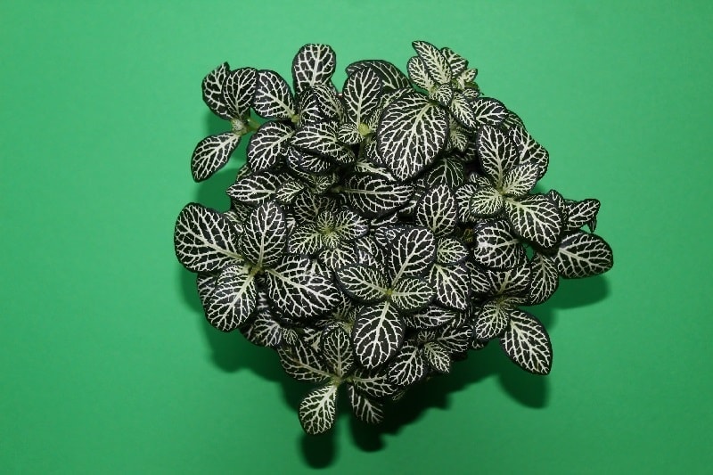 Mozaiková rostlina