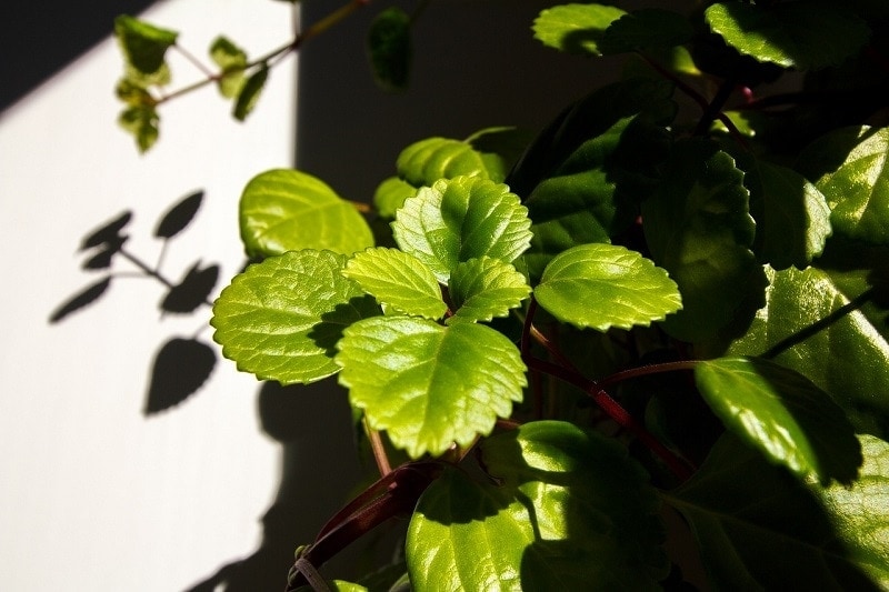 Švédská Ivy