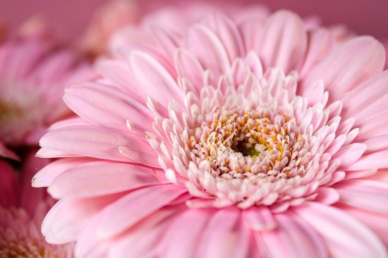 Gerbera Daisy
