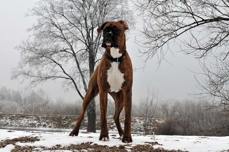 Boxer stojící vysoko