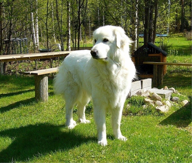velké Pyreneje
