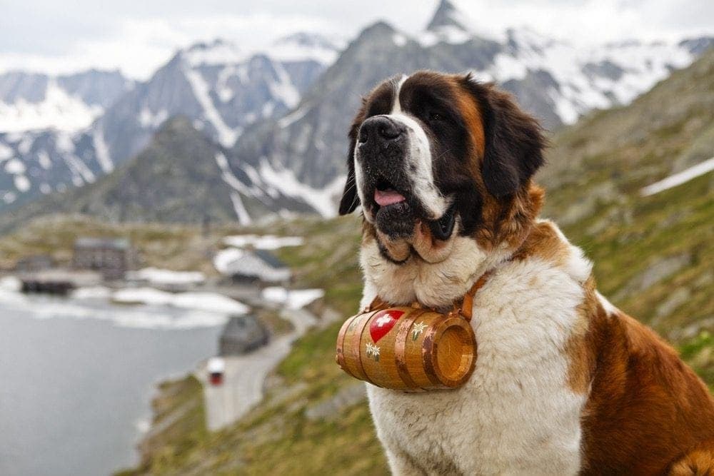 Švýcarský pes Saint Bernard