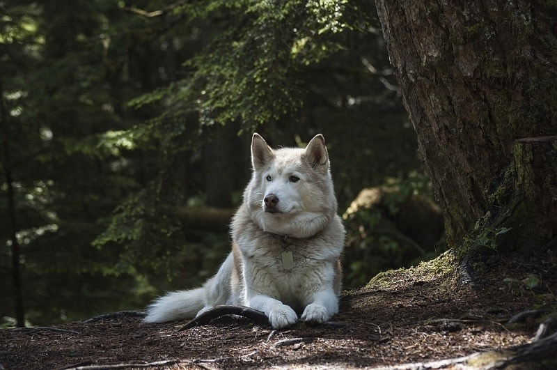 sibiřský husky