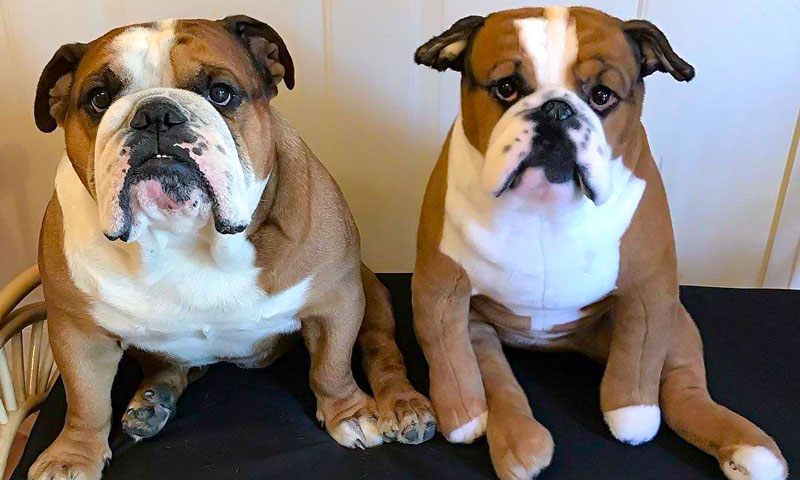 Vycpané zvířátko Cuddle Clone pro psa