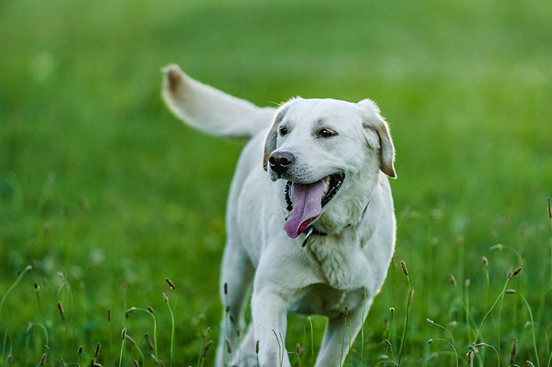 Šťastný labradorský retrívr běží na trávníku
