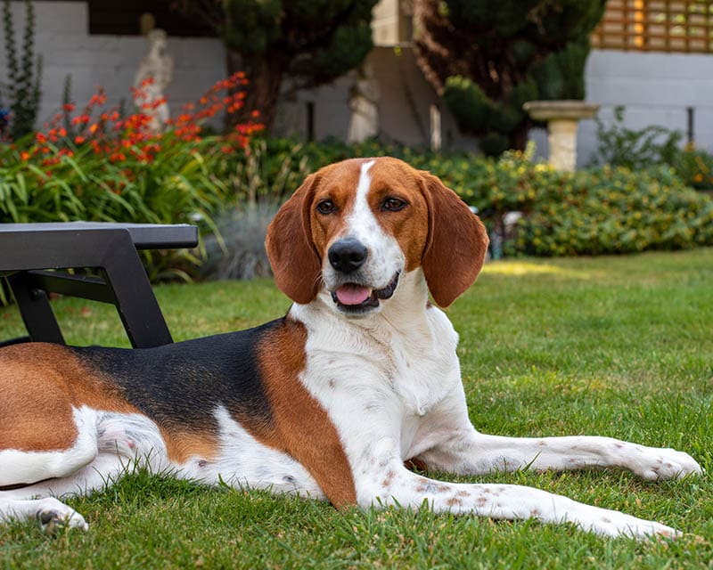 Pes Kerry Beagle, kterým se stanoví