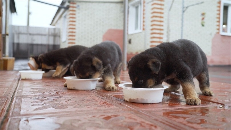 štěně nejí