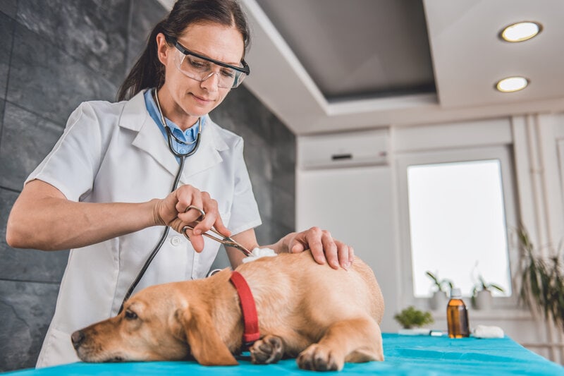 Čištění zranění psa, pes u veterináře, péče o rány