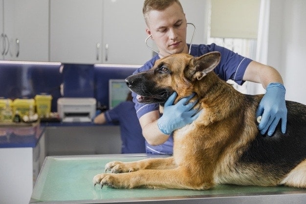 veterinář kontroluje německého ovčáka