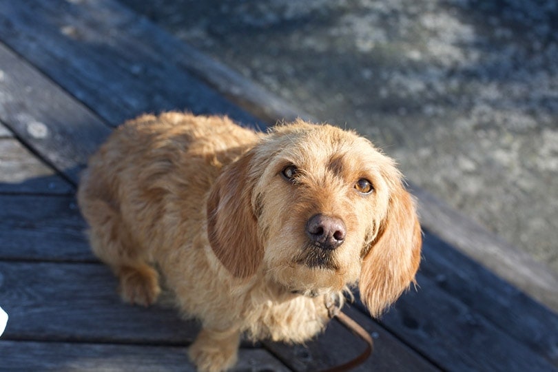 zvědavě vypadající pes Basset Fauve de Bretagne