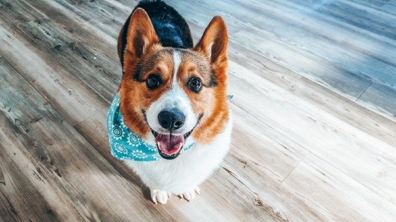 Pembroke červenohlavý tříbarevný Corgi_CorrieMikayla_Shutterstock