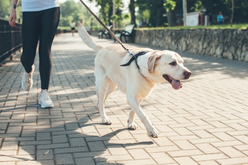 labrador na procházce se svým majitelem v parku