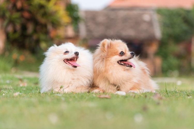 dva roztomilí pomeraniani