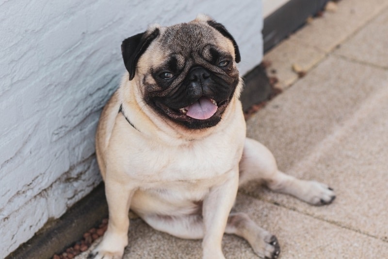 Mopsík