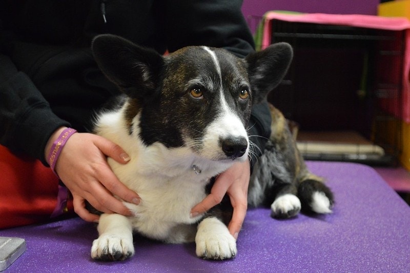 Velšský Corgi Cardigan - šitý