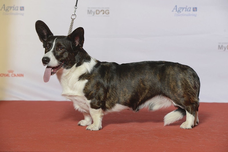 WELSH CORGI CARDIGAN, přezdívka Bangaway