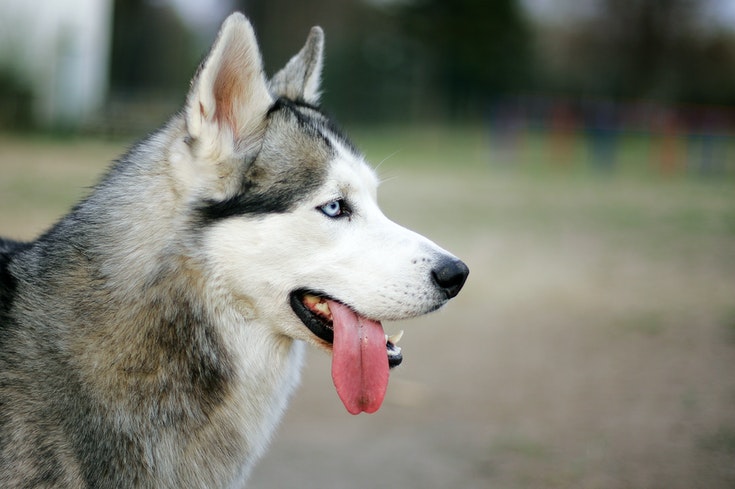 Sibiřský husky vyplázl jazyk