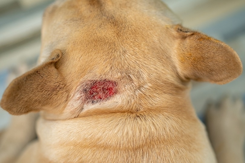 Fila Brasileiro Brazilská doga sezónní alergie_olgagorovenko_shutterstock
