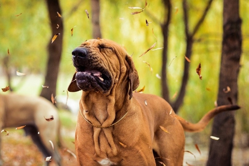 Kožní onemocnění černého psa špinavé ulice_kazi suhel tanvir mahmud_shutterstock
