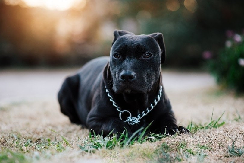 černý pitbull s řetízkovým obojkem