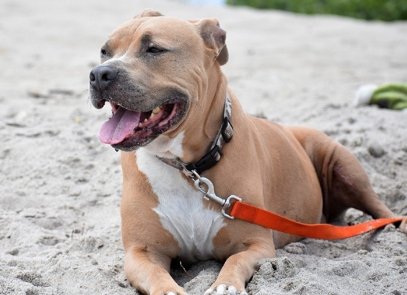 pitbull na vodítku ležící na písku