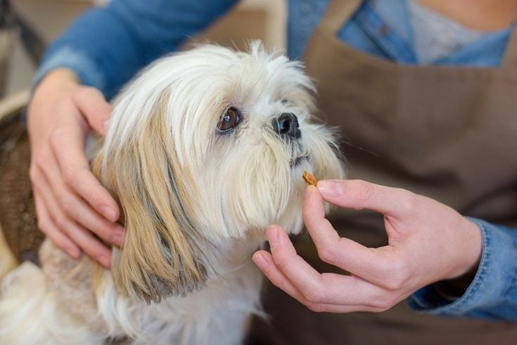 Groomer