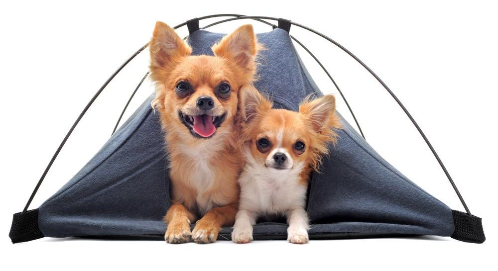 psí stanová postel