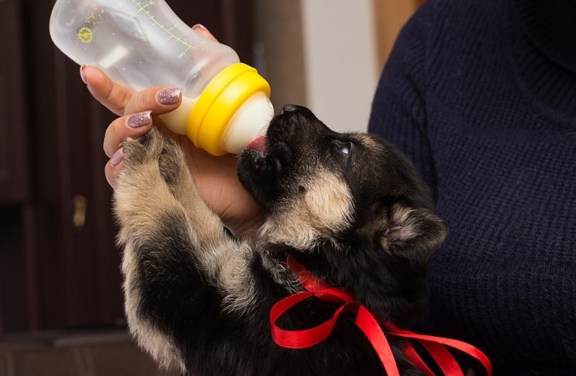 mléko pro štěně německého ovčáka z bradavek_Happy monkey_shutterstock