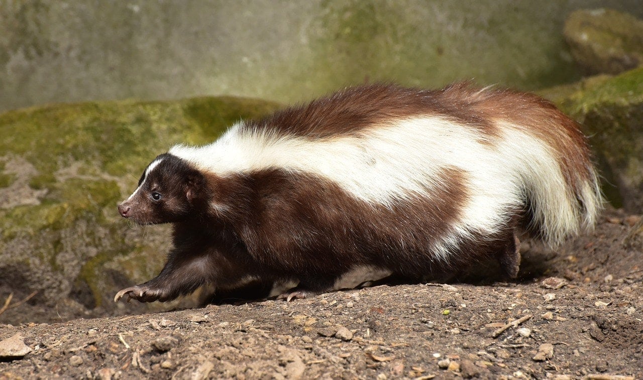 skunk chůze