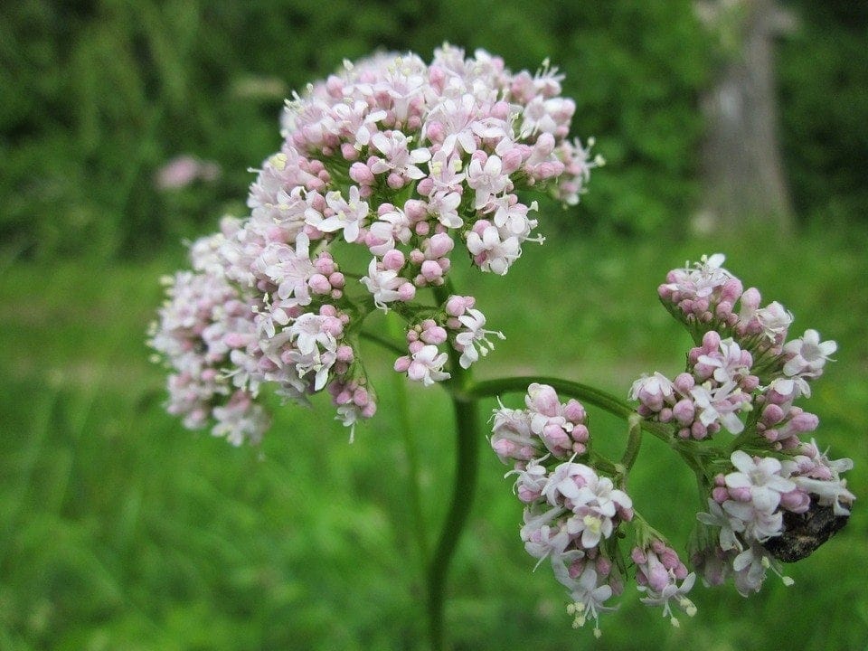 Valerian květiny