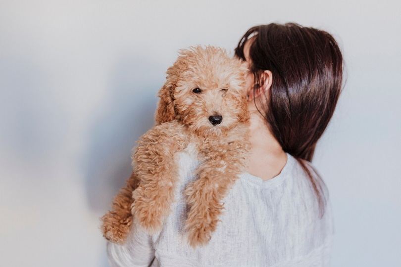 portrét roztomilého hnědého toy pudla s jeho mladou woman_eva_blanco_shutterstock