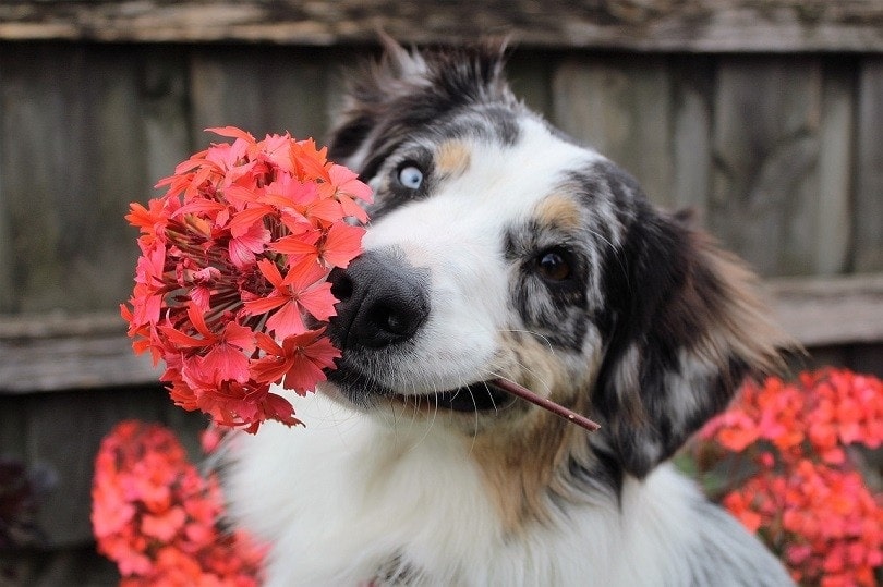 Pet Artist
