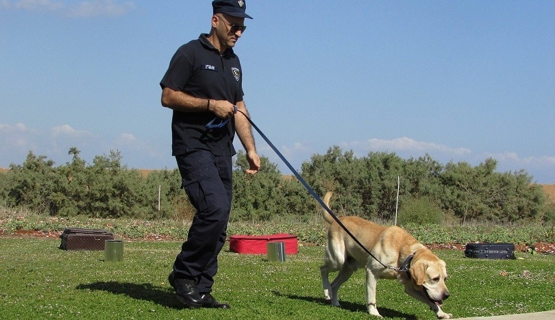 Policejní důstojník K9