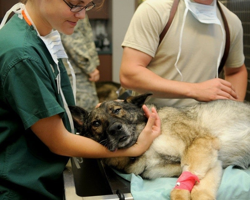 Veterinář