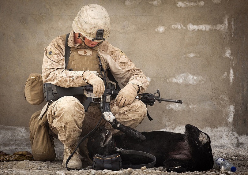 Bomb-sniffing psovod